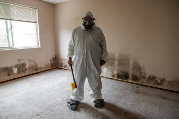 Best Certified Mold Removal  in USA